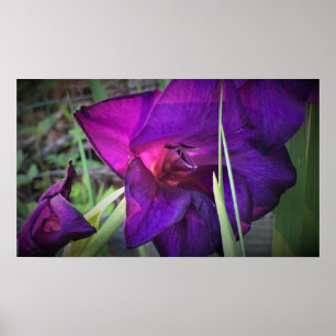 Gladioli Poster