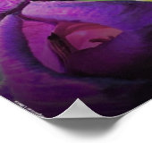 Gladioli Poster (Hoek)