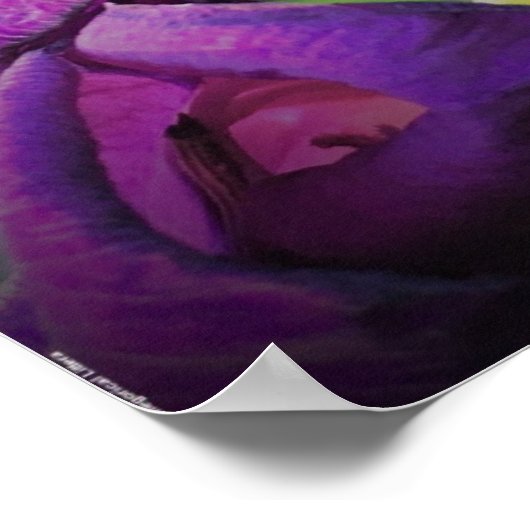 Gladioli Poster (Hoek)