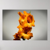 Gladioli Poster (Voorkant)