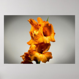 Gladioli Poster