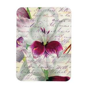 Gladiolus Art Calligrafie collage Magneet