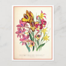 Gladiolus Botanische Illustratie Vintage
