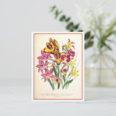 Gladiolus Botanische Illustratie Vintage Briefkaart (Staand voorkant)