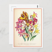 Gladiolus Botanische Illustratie Vintage Briefkaart (Voorkant / Achterkant)