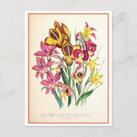 Gladiolus Botanische Illustratie Vintage Briefkaart (Voorkant)