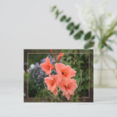 Gladiolus Briefkaart (Staand voorkant)