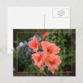 Gladiolus Briefkaart (Voorkant / Achterkant)