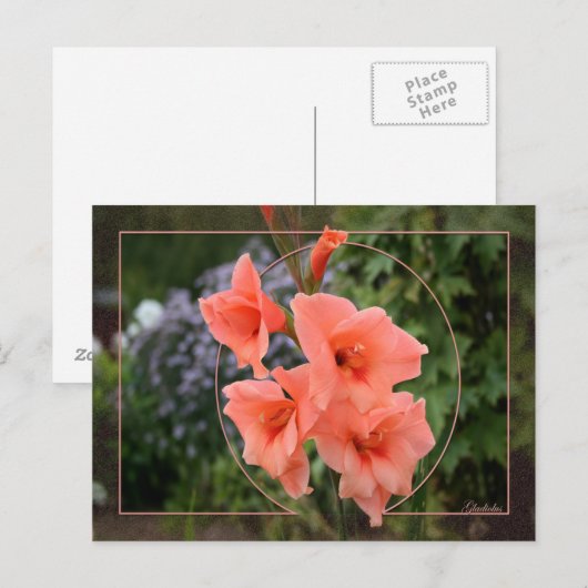Gladiolus Briefkaart (Voorkant / Achterkant)