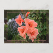 Gladiolus Briefkaart (Voorkant)