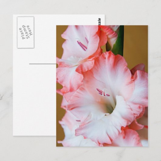 Gladiolus Briefkaart (Voorkant / Achterkant)