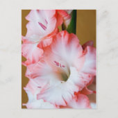 Gladiolus Briefkaart (Voorkant)