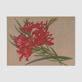 Gladiolus Cardinalis door Arentina Hendrica Arends Tissuepapier