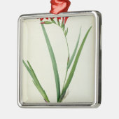 Gladiolus Cardinalis, uit "Les Liliacees", 1805 Metalen Ornament (Links)
