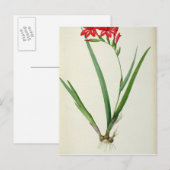 Gladiolus Cardinalis, van Les Liliacees 1805 Briefkaart (Voorkant / Achterkant)