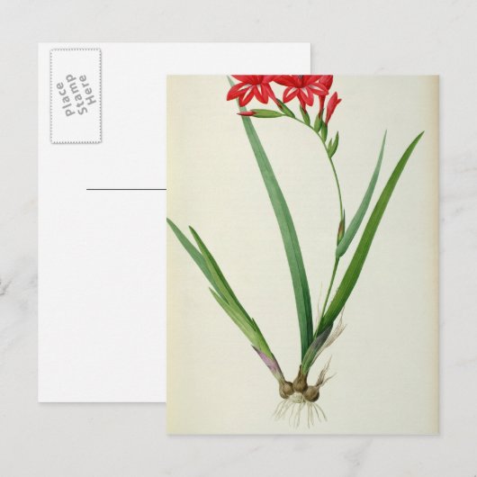 Gladiolus Cardinalis, van Les Liliacees 1805 Briefkaart (Voorkant / Achterkant)