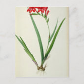 Gladiolus Cardinalis, van Les Liliacees 1805 Briefkaart (Voorkant)