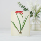 Gladiolus Cardinalis, van Les Liliacees 1805 Briefkaart (Staand voorkant)