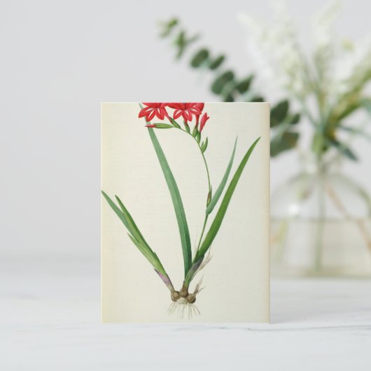 Gladiolus Cardinalis, van Les Liliacees 1805 Briefkaart (Staand voorkant)