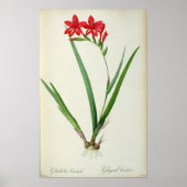 Gladiolus Cardinalis, van Les Liliacees 1805 Poster (Voorkant)