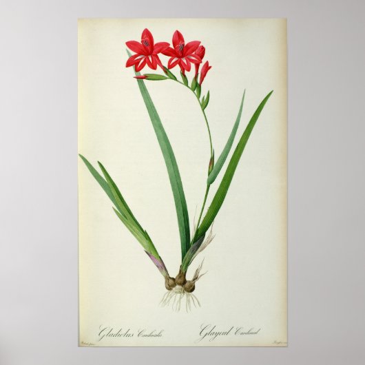 Gladiolus Cardinalis, van Les Liliacees 1805 Poster (Voorkant)