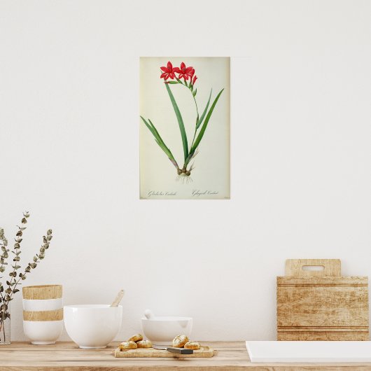 Gladiolus Cardinalis, van Les Liliacees 1805 Poster (Keuken)