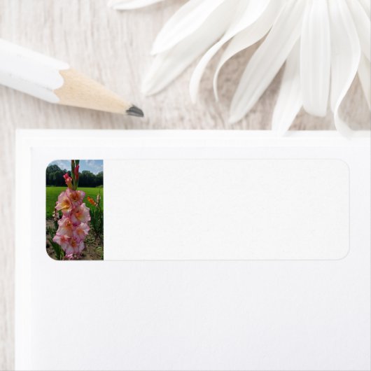 Gladiolus Etiket (Insitu)