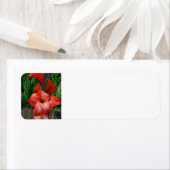 Gladiolus Etiket (Insitu)