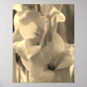 Gladiolus falower Sepia Tint Close Poster