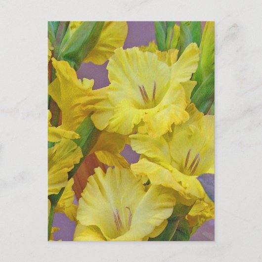 Gladiolus Flowers Briefkaart (Voorkant)
