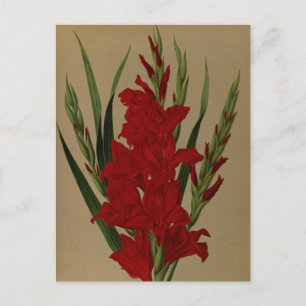 Gladiolus Gandavensis. Var. BFrench Leyensis Briefkaart