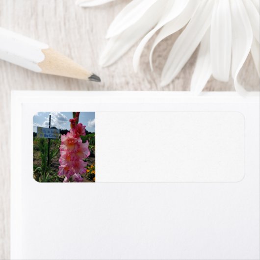 Gladiolus Garden Etiket (Insitu)