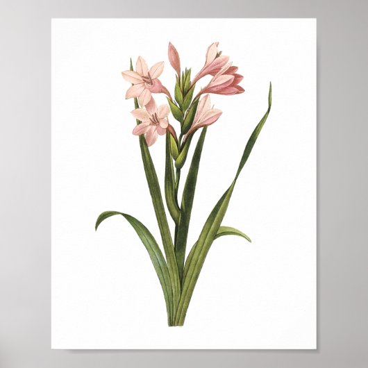 gladiolus (Gladiolus laccatus) van Redouté Poster (Voorkant)