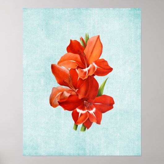 Gladiolus Illustratie op Verweerde Denim Poster (Voorkant)