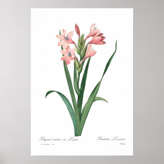 Gladiolus laccatus poster (Voorkant)