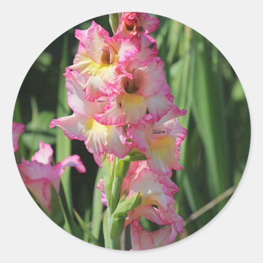 Gladiolus Ronde Sticker (Voorkant)