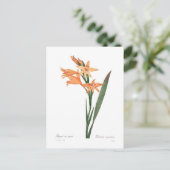 Gladiolus spp. briefkaart (Staand voorkant)