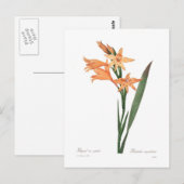 Gladiolus spp. briefkaart (Voorkant / Achterkant)
