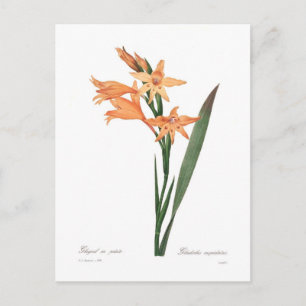 Gladiolus spp. briefkaart