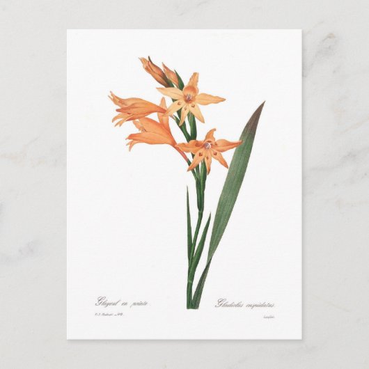 Gladiolus spp. briefkaart (Voorkant)