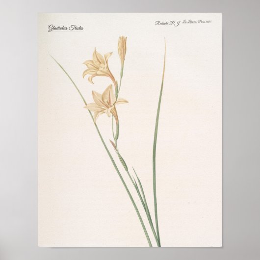 Gladiolus Tristis Poster (Voorkant)