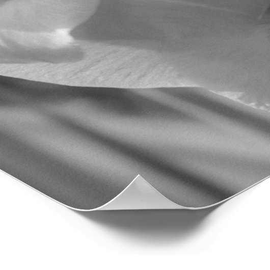 Gladiolus ventilator zwart en wit dicht poster (Hoek)