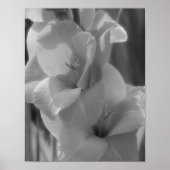 Gladiolus ventilator zwart en wit dicht poster (Voorkant)