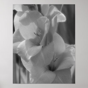Gladiolus ventilator zwart en wit dicht poster