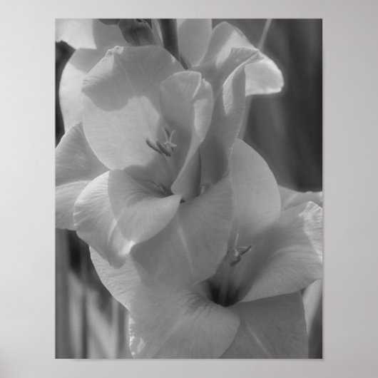 Gladiolus ventilator zwart en wit dicht poster (Voorkant)