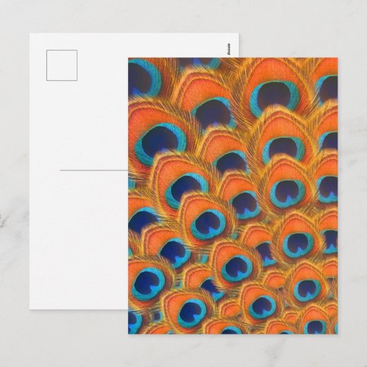 Glam Boho Oranje Blue Peacock Feathers Feestdagenkaart (Voorkant / Achterkant)
