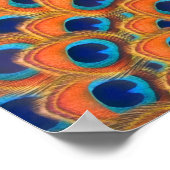 Glam Boho Oranje Blue Peacock Feathers Poster (Hoek)