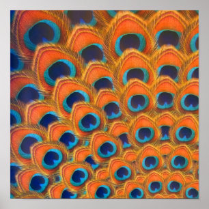 Glam Boho Oranje Blue Peacock Feathers Poster