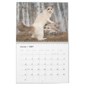 Glamoureuze Ragdoll Kittens Kalender (Jan 2027)
