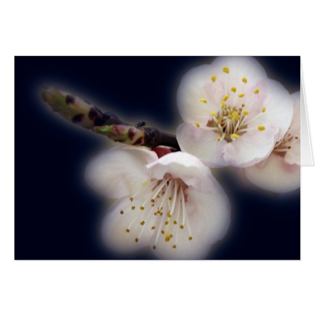 glansvorming in moonlicht (Voorkant Horizontaal)